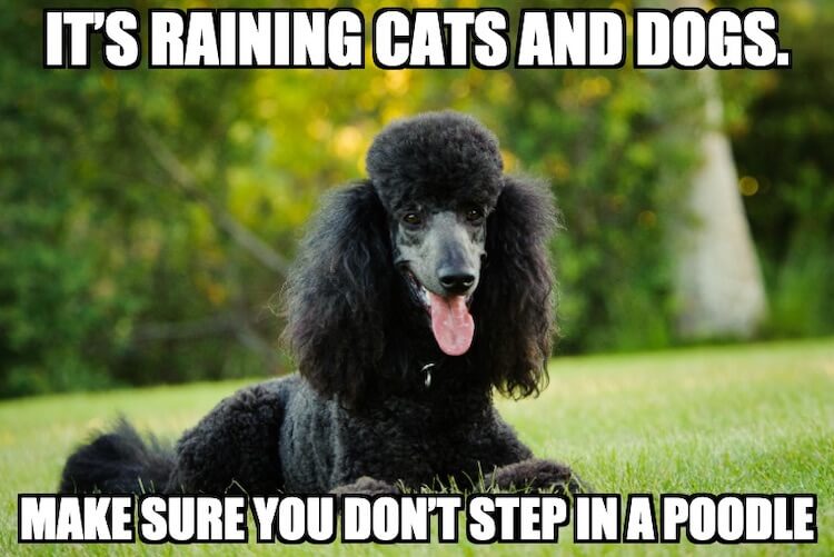 Poodle Dog Meme