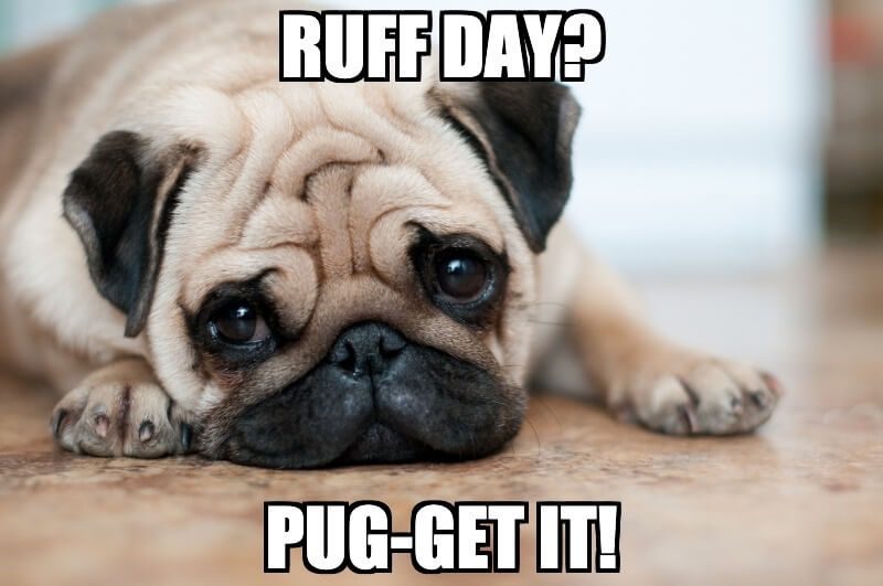 Pug Meme