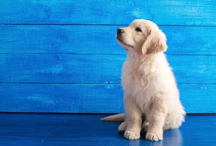 Puppy Golden Retriever Names