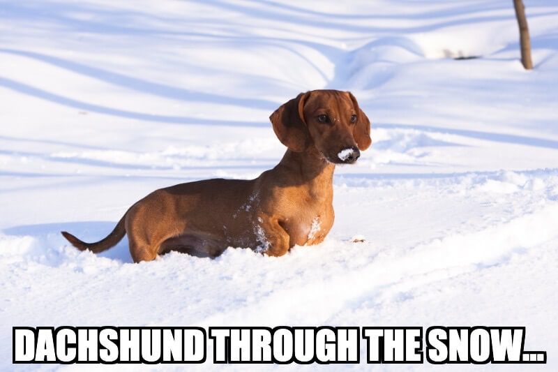 Sausage Dog Pun