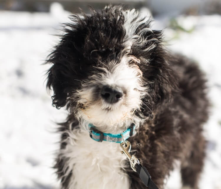 Sheepadoodle Dog Breed