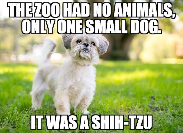 Shih Tzu Dog Pun