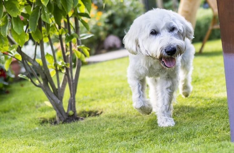 Soft-Coated Wheaten Terrier