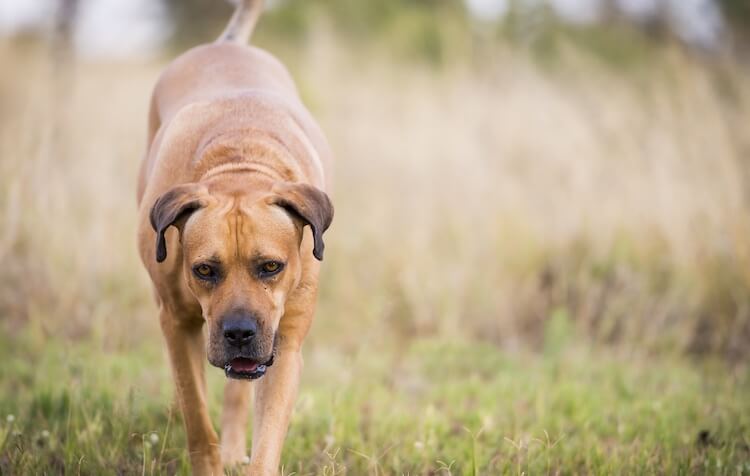 Boerboel Weight Chart Kg