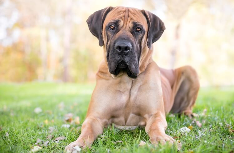 South African Mastiff Dog Lying Down