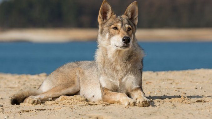 Tamaskan Dog Feature