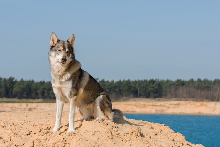 Tamaskan Dog Sitting