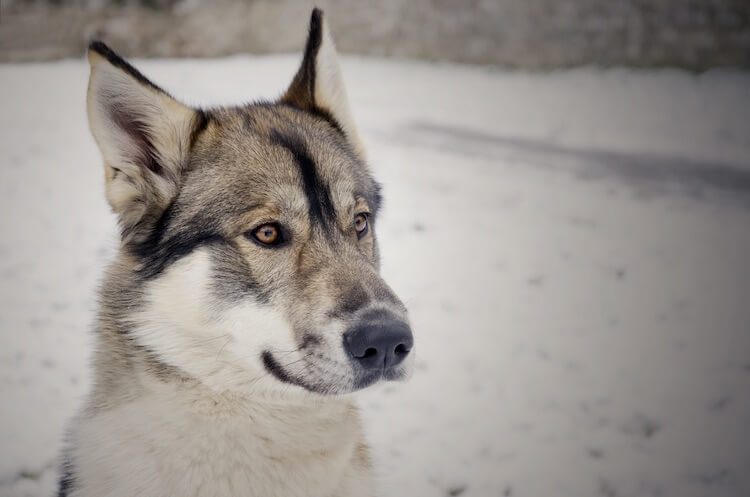 Tamaskan Portrait