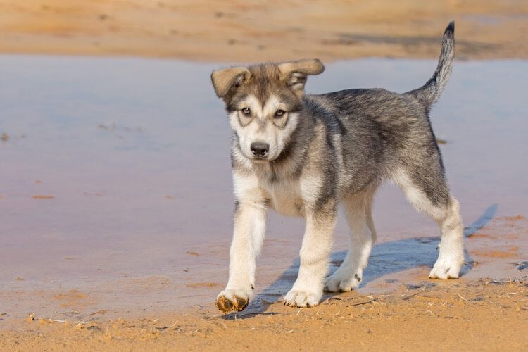 Tamaskan Puppy