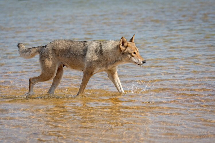 Tamaskan Swimming