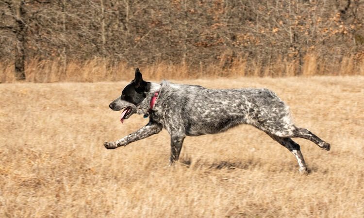 Texas Cattle Dog