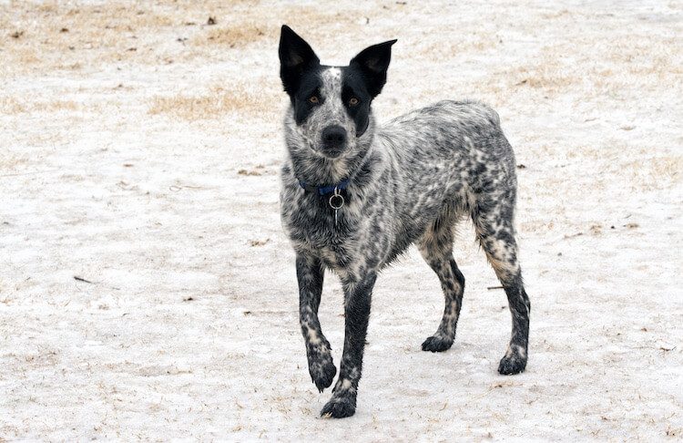 mini texas heeler size