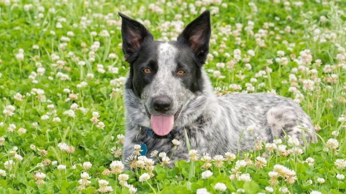 Texas Heeler Feature