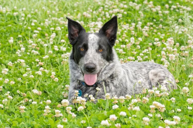 white texas heeler