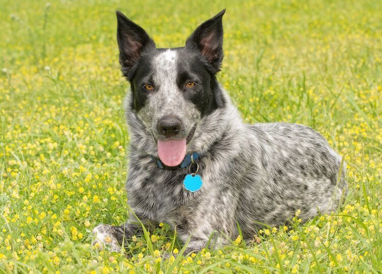 Texas Heeler Panting