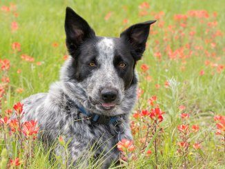 Texas Heeler Portrait