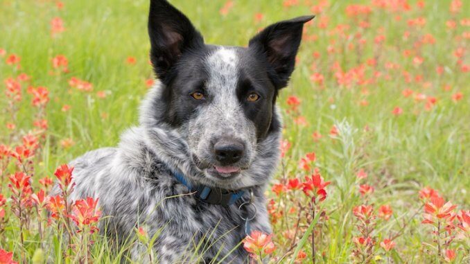 Texas Heeler Portrait