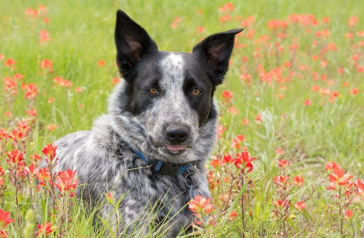 Texas Heeler Portrait