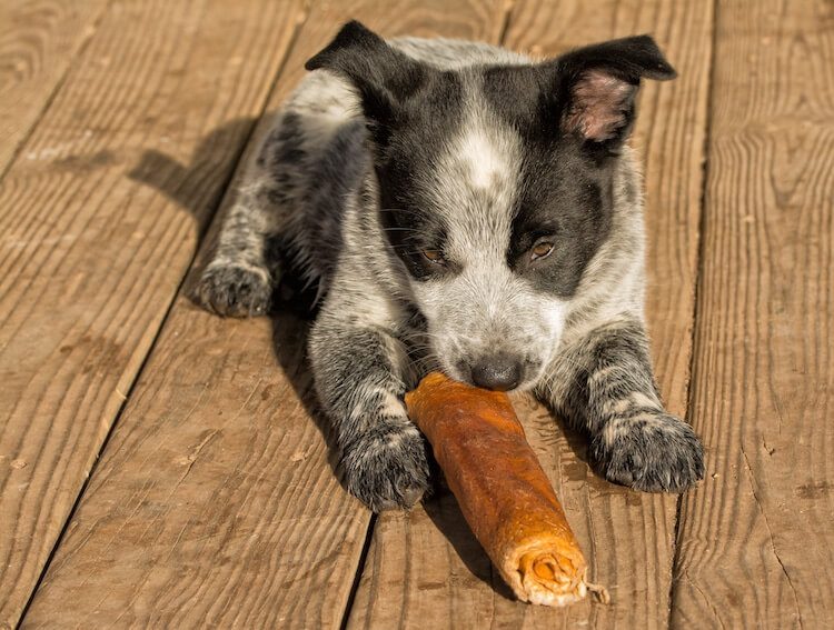 Texas Heeler Puppy Eating