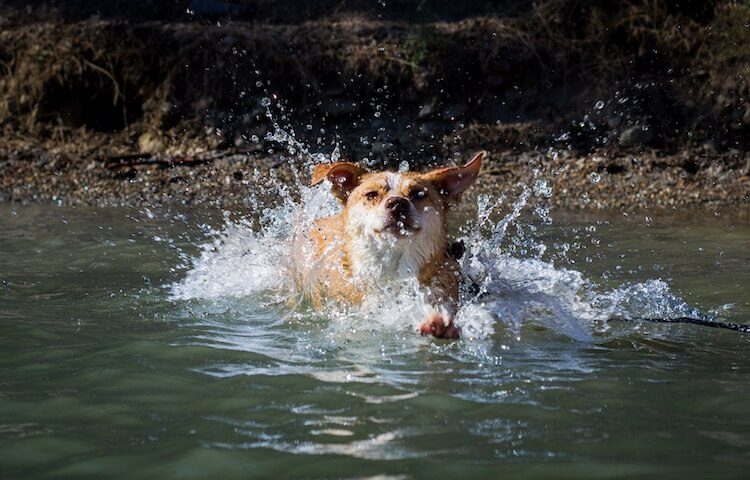 Texas Heeler Swimming