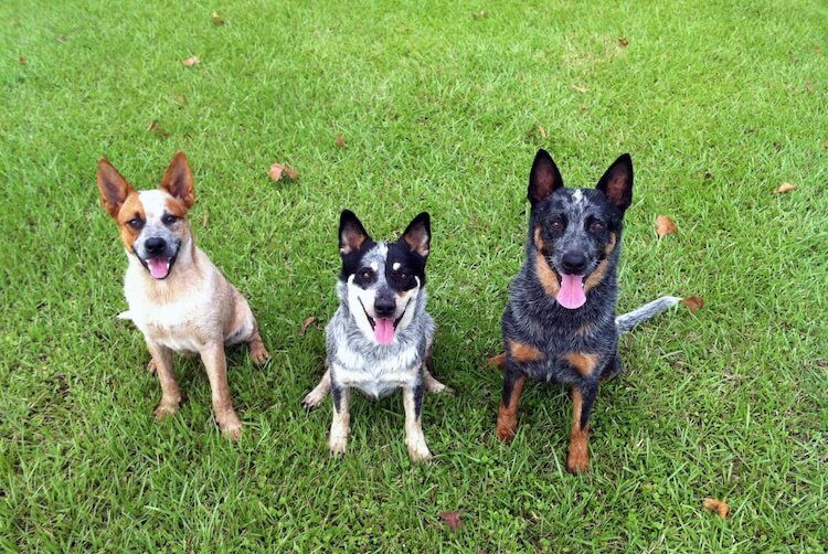 Three Heeler Dogs