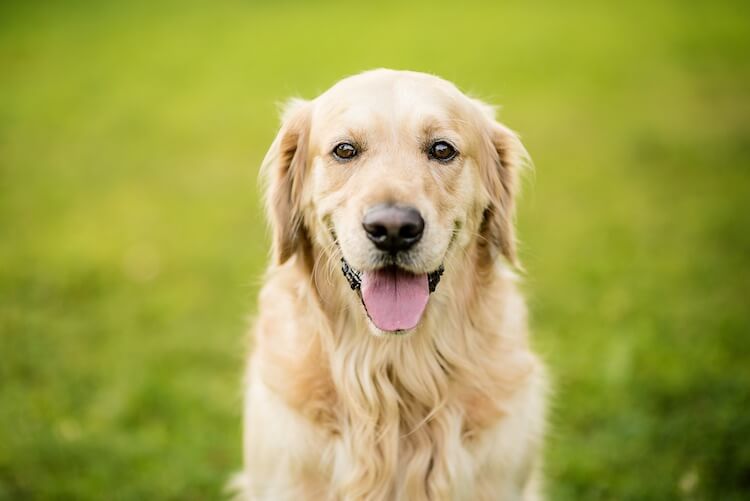 Top Golden Retriever Names