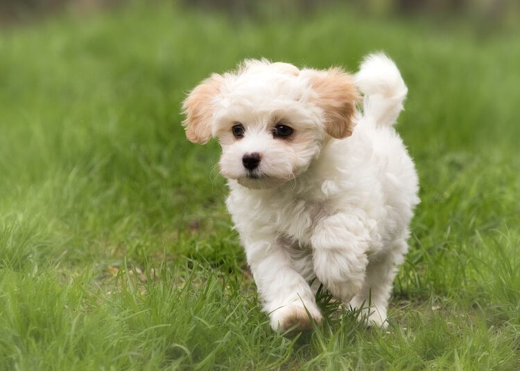 poodle mixed with a pomeranian