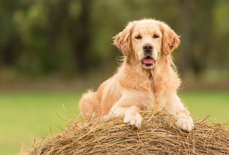 Unique Golden Retriever Names