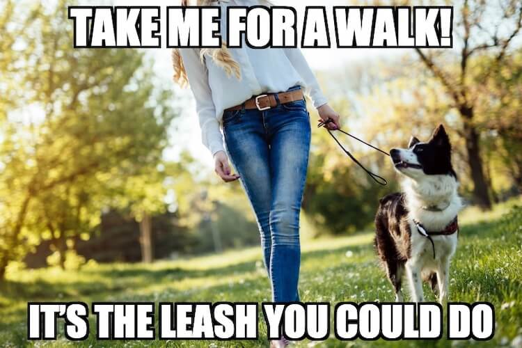 Walking a Dog Pun Meme