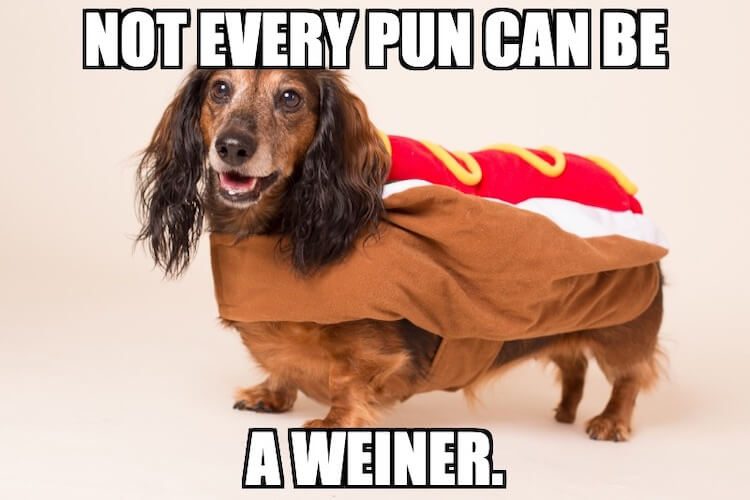 Weiner Dog Pun