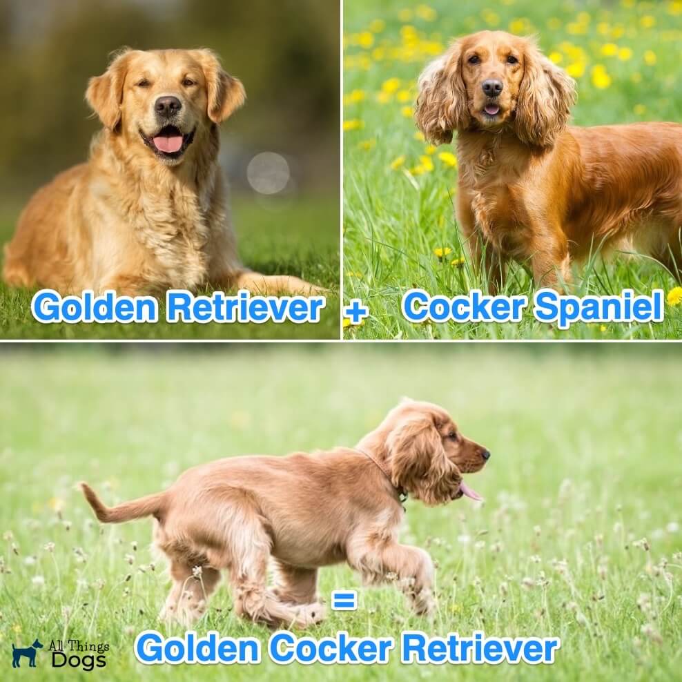 golden retriever cocker spaniel mix full grown