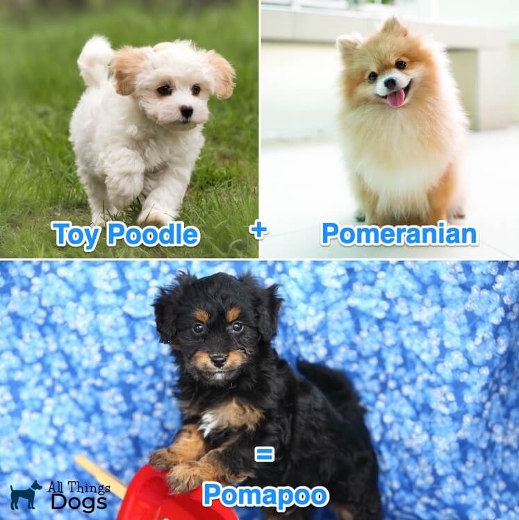 Adorable Pomeranian Toy Poodle Mix