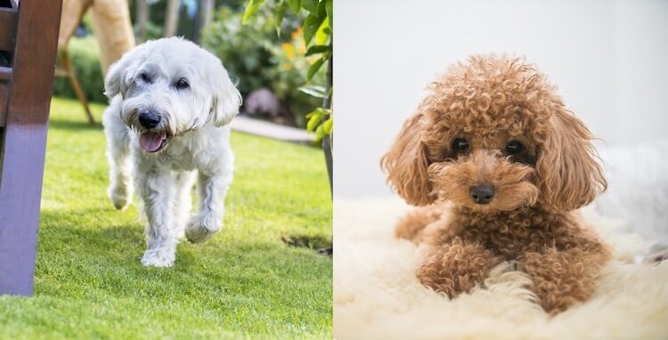 soft coated wheaten poodle mix