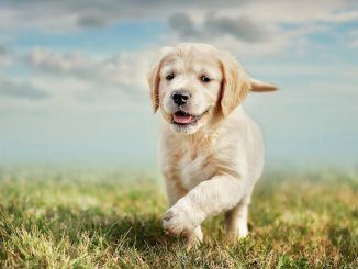 Yellow Lab Names Feature