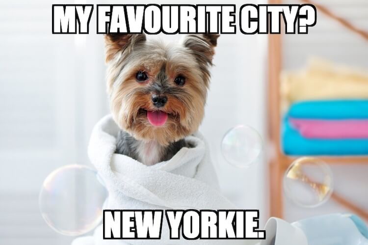 Yorkie Dog Meme