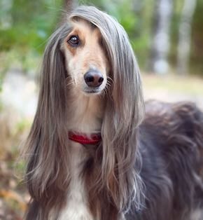 Afghan Hound