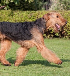 Airedale Terrier