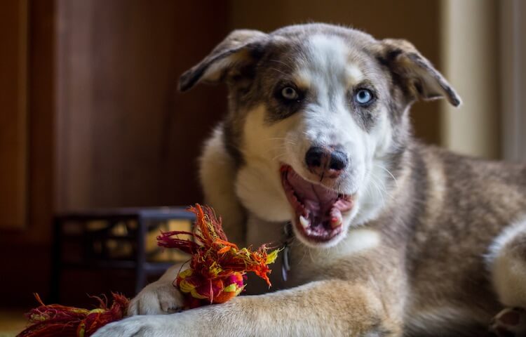 Australian Shepherd Husky Mix: The Complete Aussie Husky ...