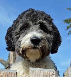 Aussiedoodle