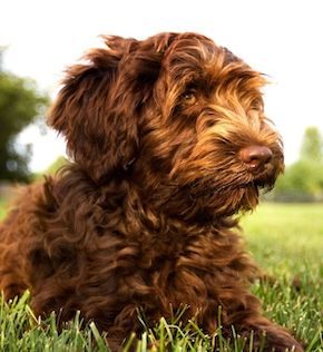 Australian Labradoodle