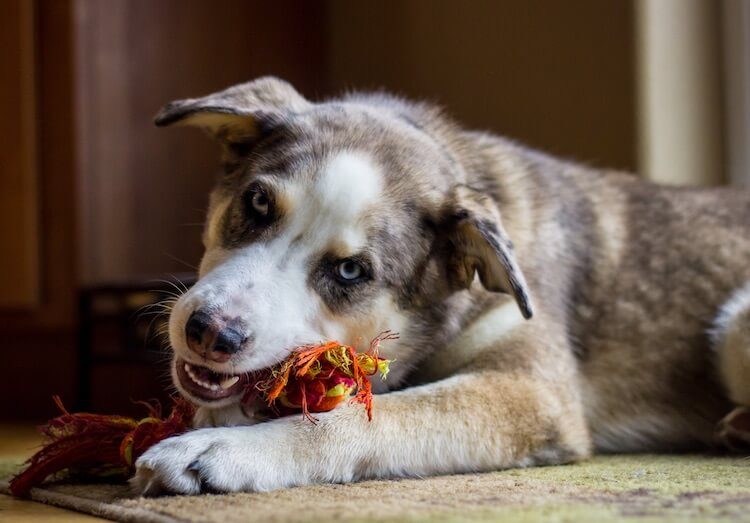 australian shepherd siberian husky