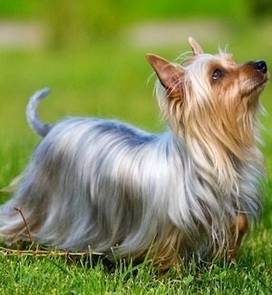 Australian Silky Terrier