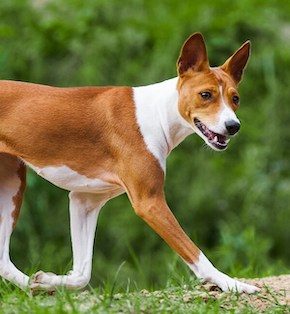 Basenji