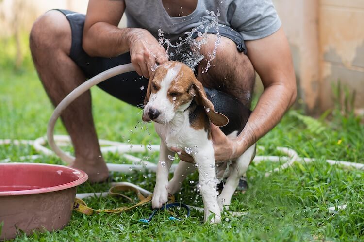 Beagle Being Washed