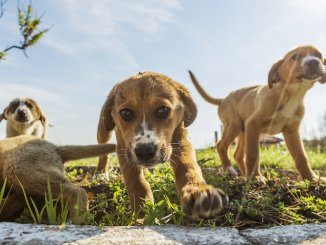 Beagle Lab Mix Feature