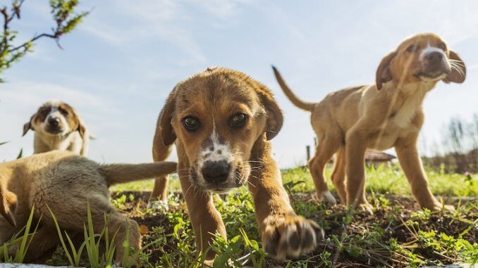 Beagle Lab Mix Feature