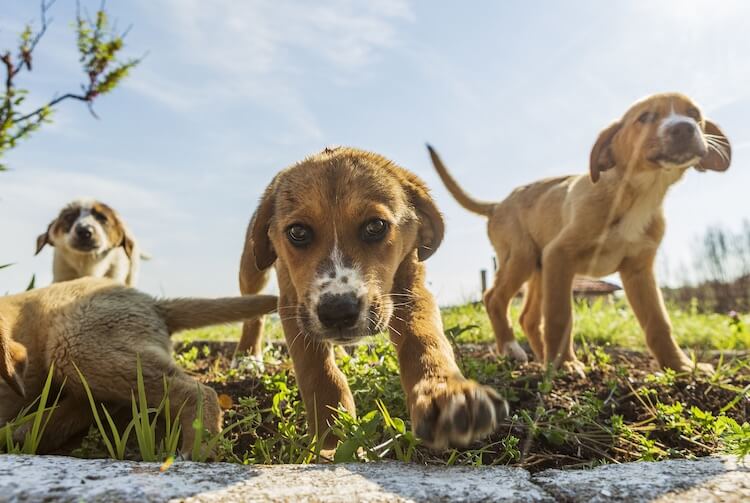 labrador retriever & beagle mix