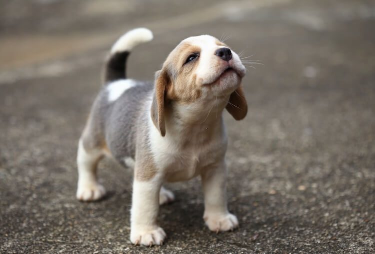 blue tick beagle size