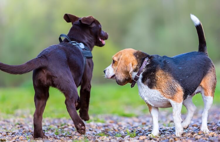 Beagle and Labrador Retriever Playing