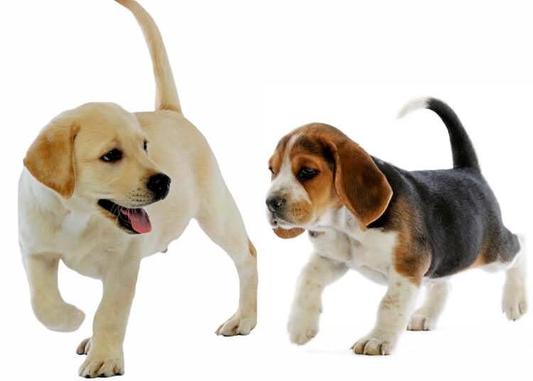 Beagle and Labrador Retriever Puppy